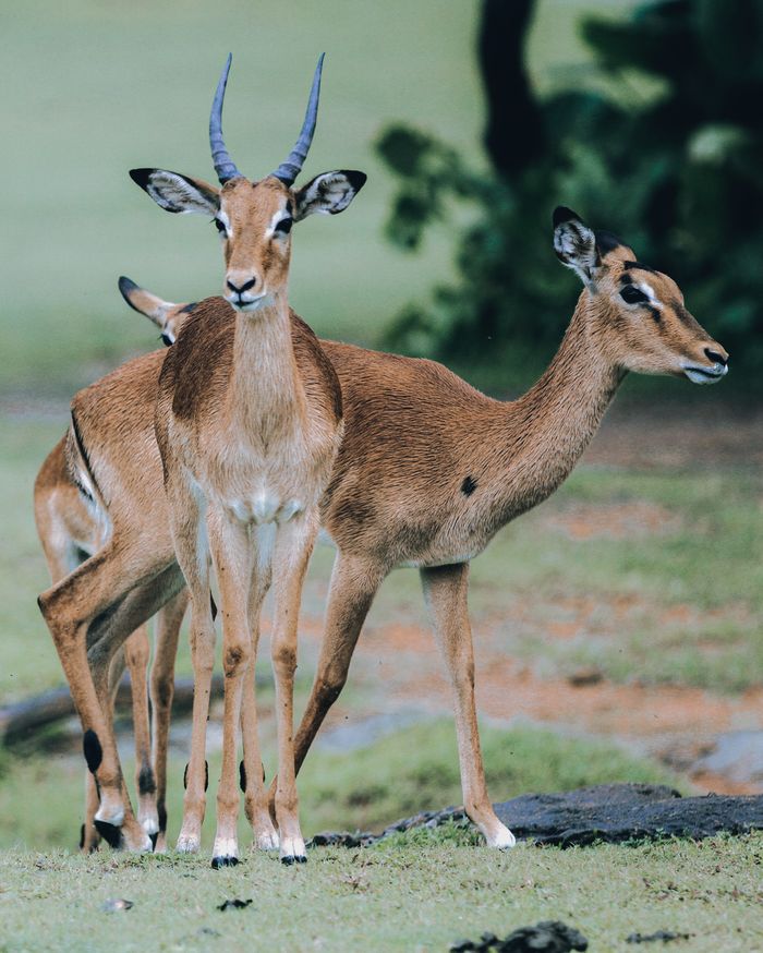 A group of impalas standing gracefully in their natural habitat, showcasing wildlife beauty.