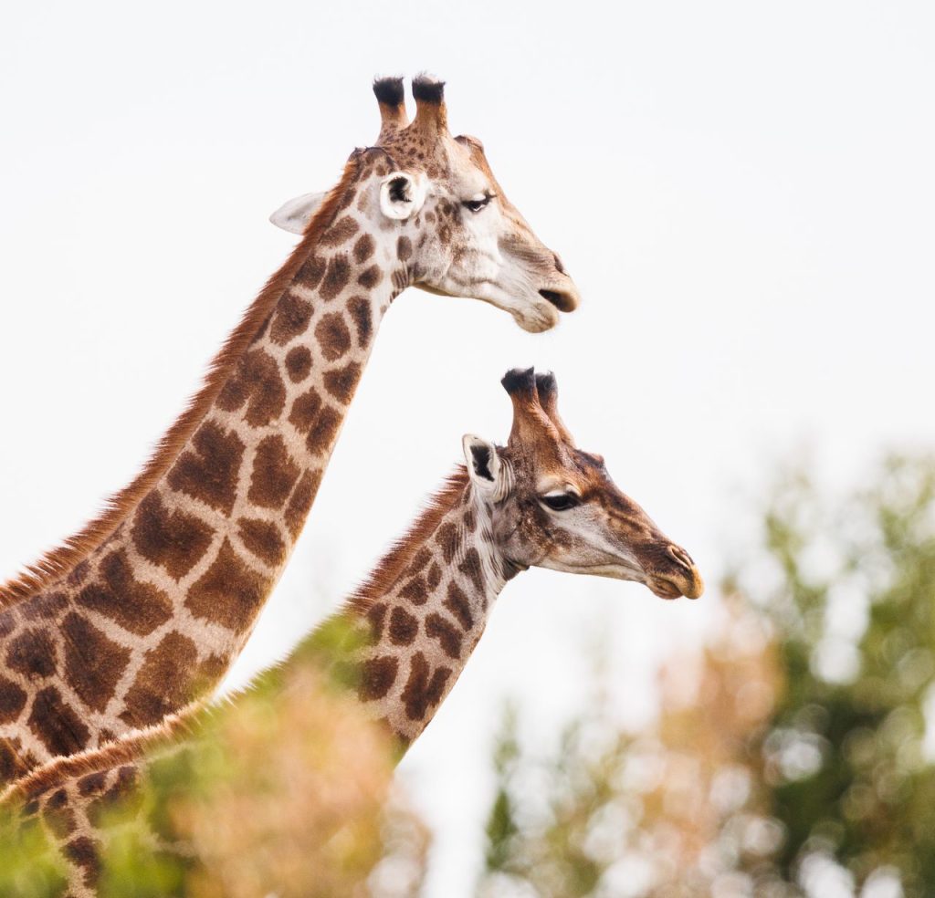 Two giraffes gracefully positioned with lush greenery, showcasing wildlife beauty.