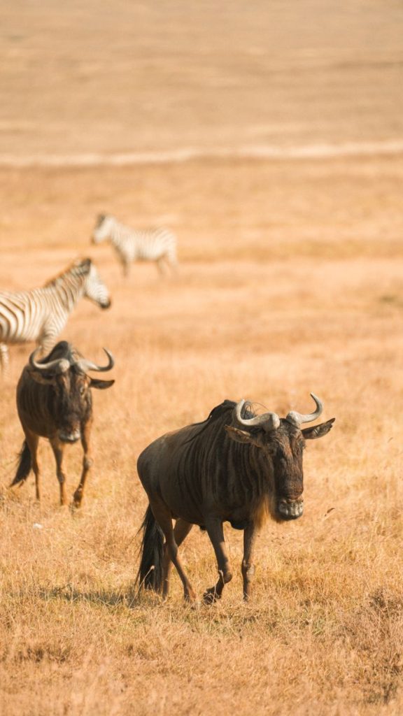 Wildebeest and zebras graze together in Tanzania's Serengeti. Captured in vivid detail.