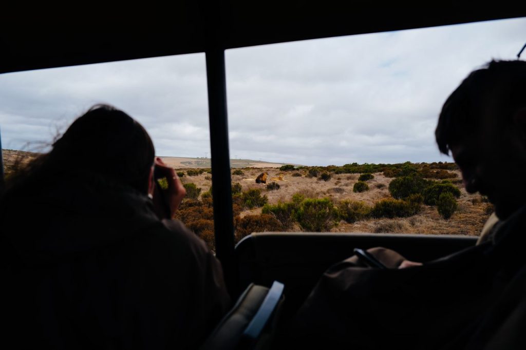 Tourists capturing a lion sighting during an African safari tour in the savannah.