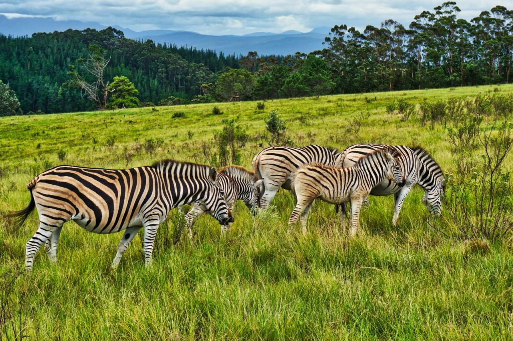 A herd of zebras grazing on lush grasslands in Plettenberg Bay, South Africa.